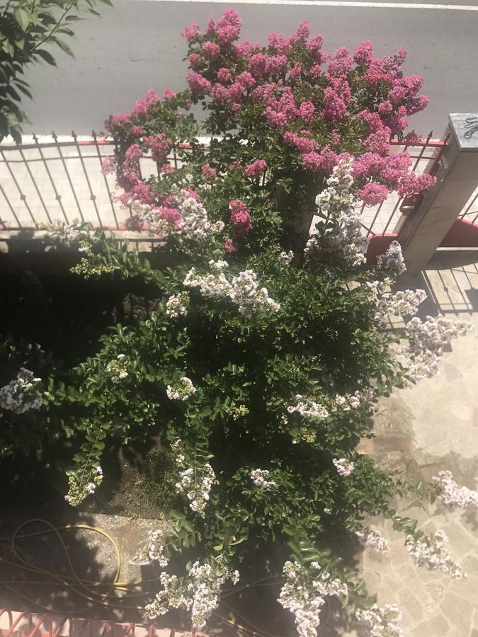 Jane Guest House Misivri Dış mekan fotoğraf